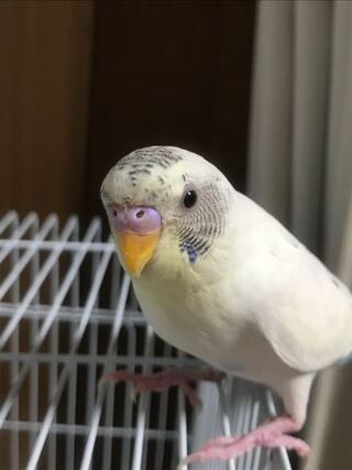 セキセイインコの白ハルクインを飼っています 性別がわからないので Yahoo 知恵袋