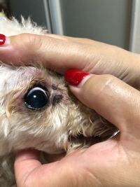 犬の皮膚ガン について質問です 犬の目元に黒色でほくろ Yahoo 知恵袋