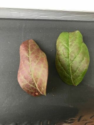 ブルーベリーの葉 および枝が赤いです これはウィルスで Yahoo 知恵袋