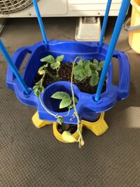 野菜の栽培活動 小学２年の子供が 学校で野菜の栽培をやります 夏に Yahoo 知恵袋