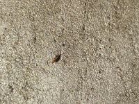 最近 家内のコンクリート壁に小さな虫が大量発生してコンクリート壁にくっつ Yahoo 知恵袋