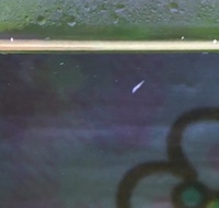 ヤマトヌマエビとミナミヌマエビの水槽に写真のような寄生虫 が数匹うよう Yahoo 知恵袋