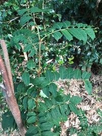 この木は 山椒 朝倉山椒 犬山椒 写真あり 昔 祖父が植えたものが生え Yahoo 知恵袋