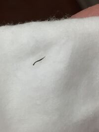 夜部屋で寝てるとカサカサ音がするのはゴキブリの可能性が高いでしょう Yahoo 知恵袋