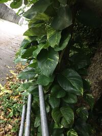 メダカって寝る時水面に集まって寝るんですか 上に居たり下に居 Yahoo 知恵袋