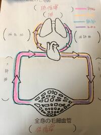 至急 血液循環の仕組みについてです 肺循環 肺から心臓にいく血管が Yahoo 知恵袋