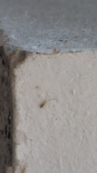最近 家内のコンクリート壁に小さな虫が大量発生してコンクリート壁にくっつ Yahoo 知恵袋