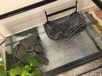 亀とメダカを一緒の水槽に飼っていました お祭りで買った小さな緑 Yahoo 知恵袋