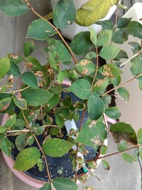 至急 ウグイスカグラ スイカズラ科 の実生 本日 ウグイスカグラ Yahoo 知恵袋