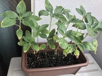 ひまわりを家に植えるとよくないという民間の言い伝えがあるそうなのですが 具体的 Yahoo 知恵袋