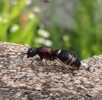 庭に蟻がいっぱいいて気持ち悪いです 蟻が嫌いなものを教えてください 庭 Yahoo 知恵袋