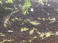 水草の種を買って水槽に導入してる人はたくさんいますが 自分で種を取 Yahoo 知恵袋