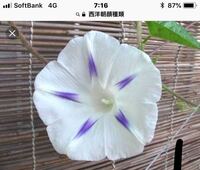 この西洋朝顔の名前忘れました 何の名前か教えて下さい Yahoo 知恵袋