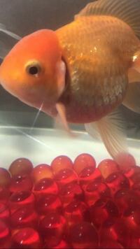 金魚のエラが赤いのですが病気でしょうか 飼っている金魚が一匹だけ片 Yahoo 知恵袋
