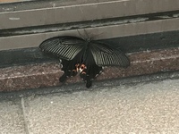 蝶々種類今日の夕方 知人が 弱っている蝶々を見つけたらしいです 地 Yahoo 知恵袋