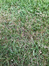 7月に入り 芝生が部分的に枯れてきてしまいました 枯れる前に葉が赤っぽ Yahoo 知恵袋