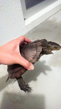 ご質問します 拾ったカメは自宅で飼ってはいけないんでしょうか 不幸にな Yahoo 知恵袋