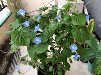 家で咲いた朝顔が小さい タネは貰い物で品種などわかりませんが2ー3 Yahoo 知恵袋