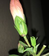 夜に花を閉じて翌朝また花を開く植物がありますが なぜそんなこ Yahoo 知恵袋