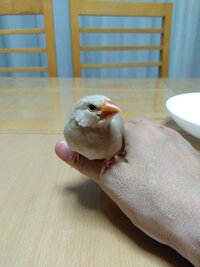 シナモン文鳥 と桜文鳥 の子どもで シナモン文鳥が産まれたのですが 珍 Yahoo 知恵袋