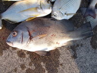 この魚の名前は なんでしょうか 分からないので教えて下さい Yahoo 知恵袋