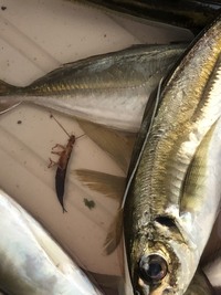 海で釣れた魚を刺身で食べる場合 寄生虫とか大丈夫ですか 海釣 Yahoo 知恵袋