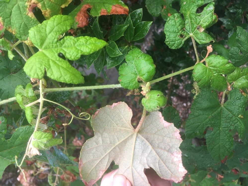 この植物はエビヅル 野葡萄 山葡萄 写真のようなツル植物が庭に生え 何 Yahoo 知恵袋