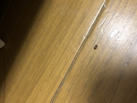 先程カーペットの上に１匹だけいたのですが この虫は何でしょうか シロアリかな Yahoo 知恵袋