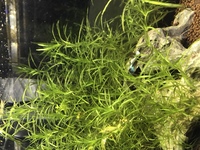 水草の相性についてです 現在水槽にマツモが入っており ナヤスも入れようか Yahoo 知恵袋