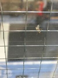 夜になると街灯やコンビ二の電灯 車のライトにまで群がってくる羽アリがこの時 Yahoo 知恵袋