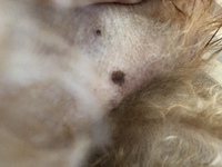 オス犬の乳首が黒いホクロのようになっていたのでビックリしました 爪でひっかく Yahoo 知恵袋