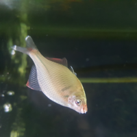 金魚の尾びれにブラッドストリークができ 血豆のようになっている 閲覧いただき Yahoo 知恵袋