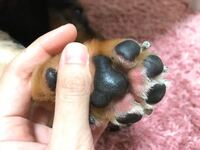 ２歳の柴犬です 後ろ足の肉球部分が腫れたようにピンク色になって血が出てし Yahoo 知恵袋