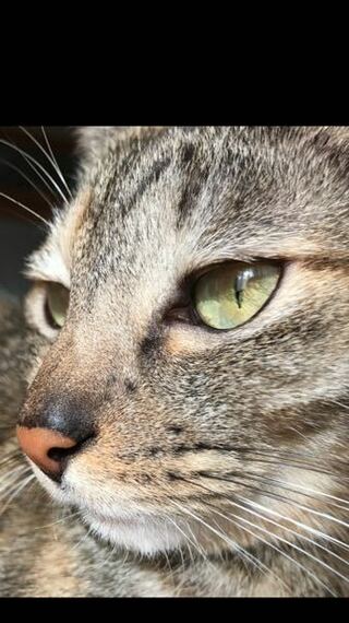 この猫の目の色はなんでしょうか ヘーゼルですか Yahoo 知恵袋