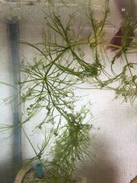 熱帯魚の水槽で水換えをした途端に 水草がの葉っぱが溶け始めました 原因 Yahoo 知恵袋