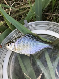 千葉の印旛水系の川で釣れたタナゴです カネヒラなのかバラタナゴなのかよ Yahoo 知恵袋