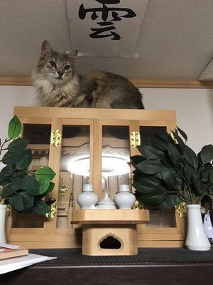 神棚の上に猫発見 邪神は猫にも見下されてることです こんな邪 Yahoo 知恵袋