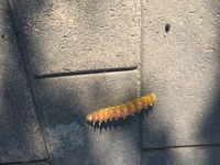 この幼虫は何という名前ですか オレンジ色っぽい体で 蛍光緑みたいに光っ Yahoo 知恵袋