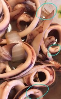 いかのアニサキスについて イカ料理をしたいのですがアニサキスが出 Yahoo 知恵袋