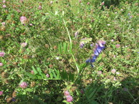 この青い花の植物は 何と言う植物だろうか カラスノエンドウに Yahoo 知恵袋