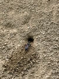 土の山に せっせと穴を掘っている虫を発見しました 羽アリの大 Yahoo 知恵袋