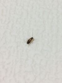 北海道の木造賃貸に住んでます 引っ越して早速虫が出ましたが見たことの無い虫なので 教えて 住まいの先生 Yahoo 不動産