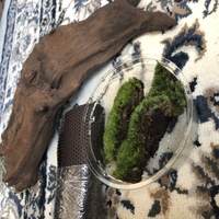 流木に苔を活着させたいです 現在 アラハシラガゴケ 山苔 饅頭苔 を購 Yahoo 知恵袋