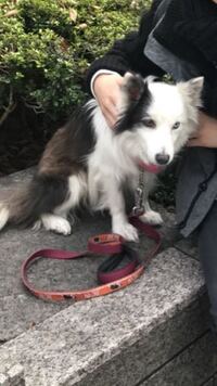 わんわんアカデミーに出てくる白くて華奢なワンちゃんの犬種はなんで Yahoo 知恵袋