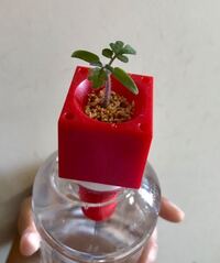 トマトが好きな人に聞きます トマトはなぜ好きですか とてもジュー Yahoo 知恵袋