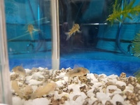 部屋でバルサン炊いて 水槽の熱帯魚は避難させなくても大丈夫でしょうか Yahoo 知恵袋