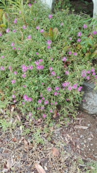 合法紙 規制されていないアナログlsd って違法ですか アナログは違法じ Yahoo 知恵袋