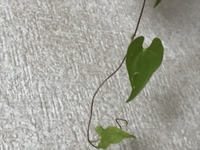 生えて来た植物の名前がわかりません 教えてくださいつる性 Yahoo 知恵袋