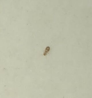 Yahoo!知恵袋この画像の虫は南京虫(トコジラミ)の幼虫でしょうか?