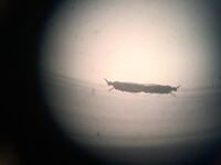 クロバネキノコバエについて質問です 最近ベランダにクロバネキノコバエが来ま Yahoo 知恵袋